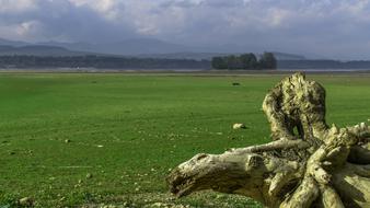 large wooden pole on the green grass