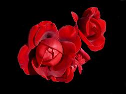 Rose Red petals button