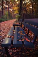 wooden bench in an autumn park