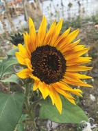 Close-up of the beautiful, orange, yellow and brown, blooming sunflower with green leaves