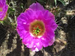 Close-up of the colorful and beautiful Arizona cactus flowers in sunlight, among the grass