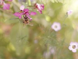 Bee on pink Flower at blur background