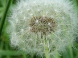 fluffy dandelion as a flower