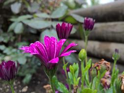 Close-up of the beautiful, purple flowers among the green leaves, in rain drops