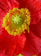 Close-up of the beautiful, blooming, red, yellow and green poppy flower