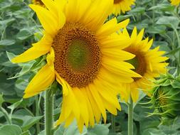 Flowers Sunflower