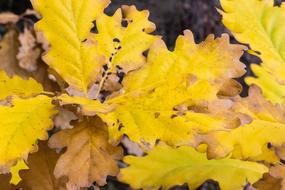 Leaves Fall Foliage Autumn
