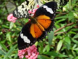 black and brown butterfly on a pink flower