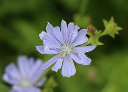 Wild Chicory Blue Flowers