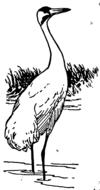 white crane on the shore of the pond as an illustration