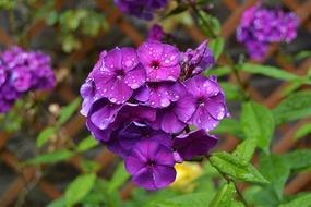 Close-up of the beautiful, violet flowers of different shades, in water drops, among the leaves