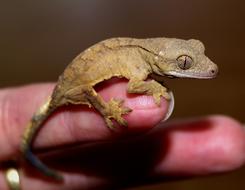 Crown Gecko Reptile