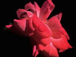 Flower Red Rose on black background