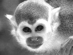 Mono Look Tender
