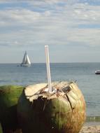 coconut fruit with a straw