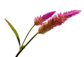 grass with pink inflorescences on a white background