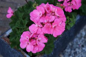 Close-up of the beautiful, pink geranium flowers of different shades, with green leaves