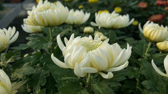 Chrysanthemum Flowers in garden