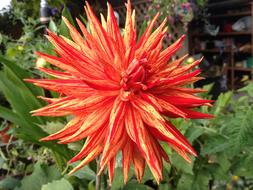 bright Cactus Dahlia Flowers