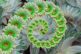 spiral of white gerberas