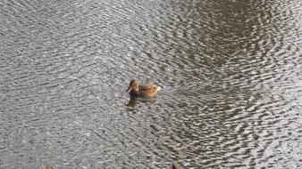 cute floating lonely duck