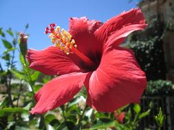 red hibiscus closeup on a sunny day