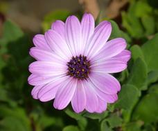 purple white chamomile bud, close-up