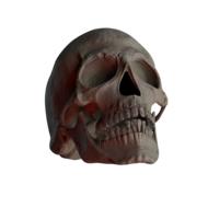 skull skull and crossbones bone