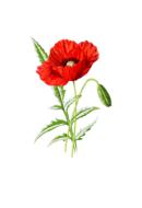 poppy flower blossom bloom red