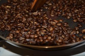 coffee bean harvesting