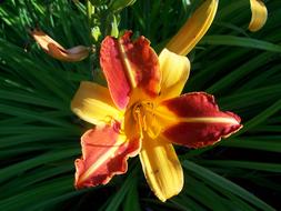 Daylily Flower Garden