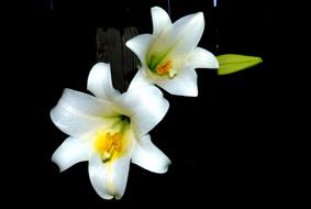 Close-up of the beautiful, white, yellow and green Easter lily flowers with leaves, at dark background