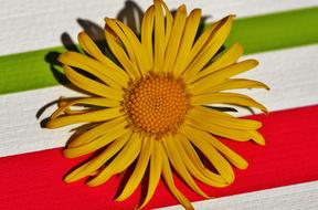 Close-up of the beautiful, yellow and orange flower at colorful background