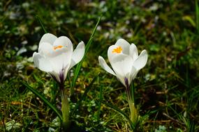 Crocus, two white Flowers at Spring