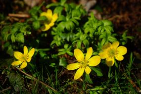 Winter Aconite, blooming plants close up