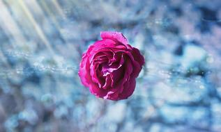 Pink Rose Flower bud