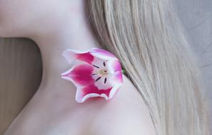 Pink and White Tulip Flower