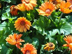 Orange Calendula flowers