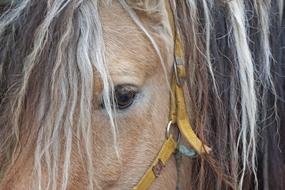 Horse Head Eye portrait