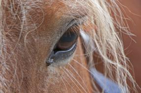 closeup view of Horse Head Eye