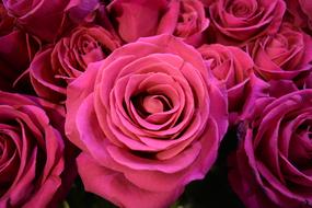 Pink Roses Flowers