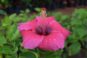 wet pink hibiscus close up on blurred background
