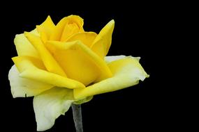 Close-up of the beautiful, blooming, yellow and white rose flower of different shades, at black background