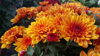 Chrysanthemum Flowers blooming