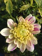 Dahlia Flower White