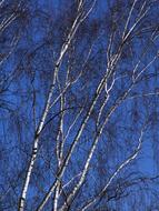 white tree against a blue sky