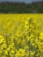 landscape of Oilseed Rape harvest