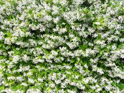 lush white jasmine bush