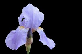 blue Iris Blossom Bloom