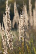 Autumn Dry Grass field